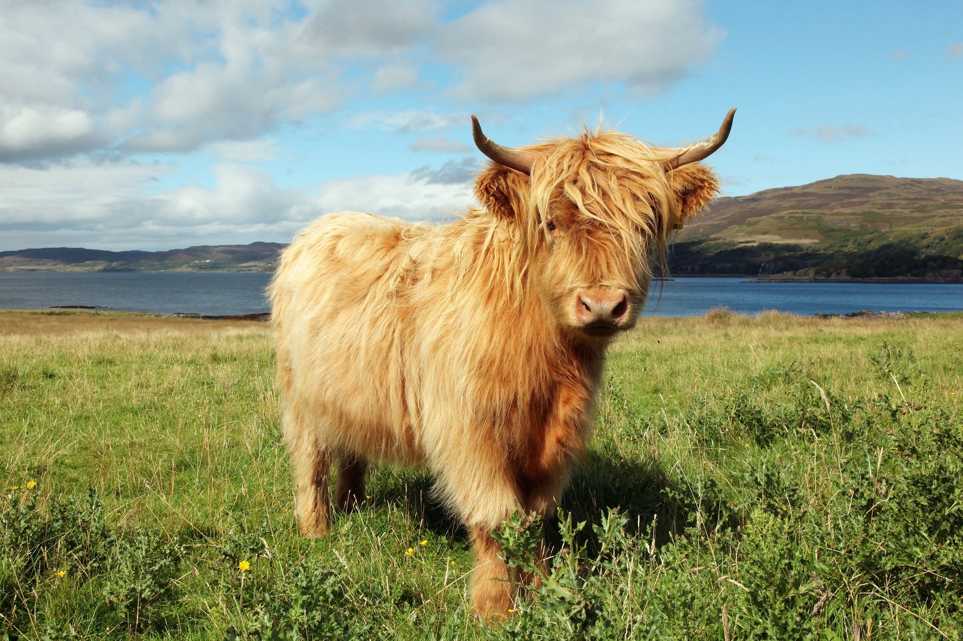 Scottish-Angus-1900