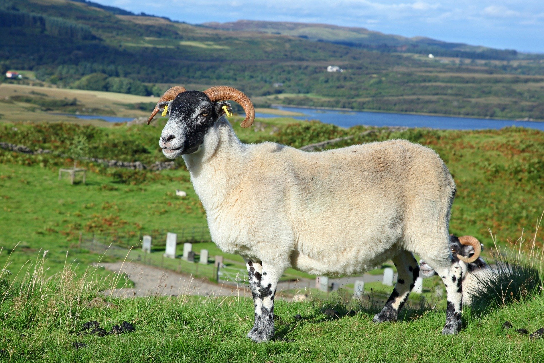 Scottish-Black-Sheep-1900