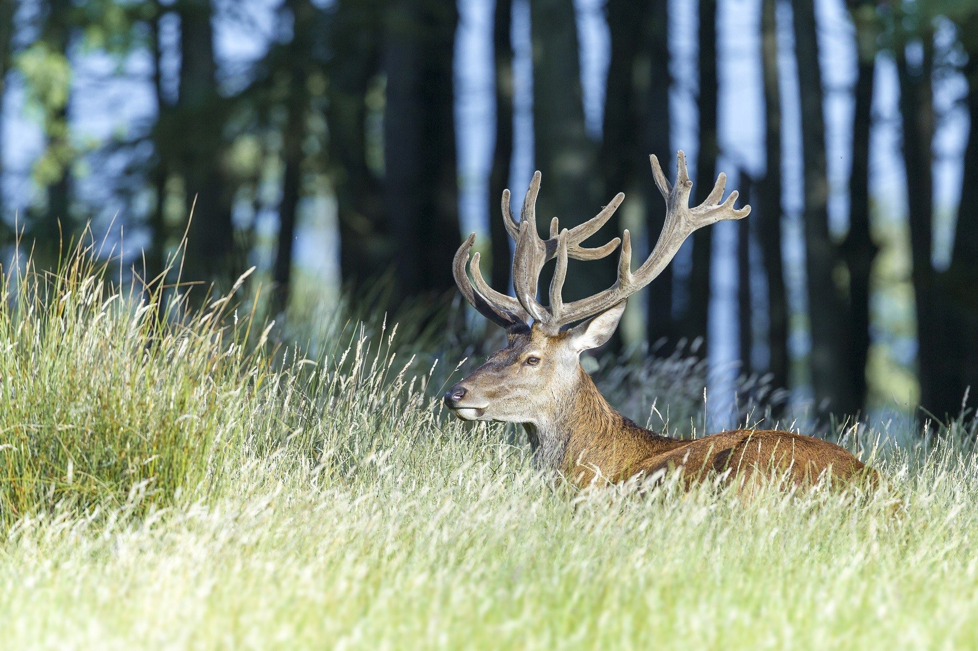 Scottish-Stag-1900